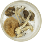African Cubensis (Panaeolus africanus) | Funguyz Canada