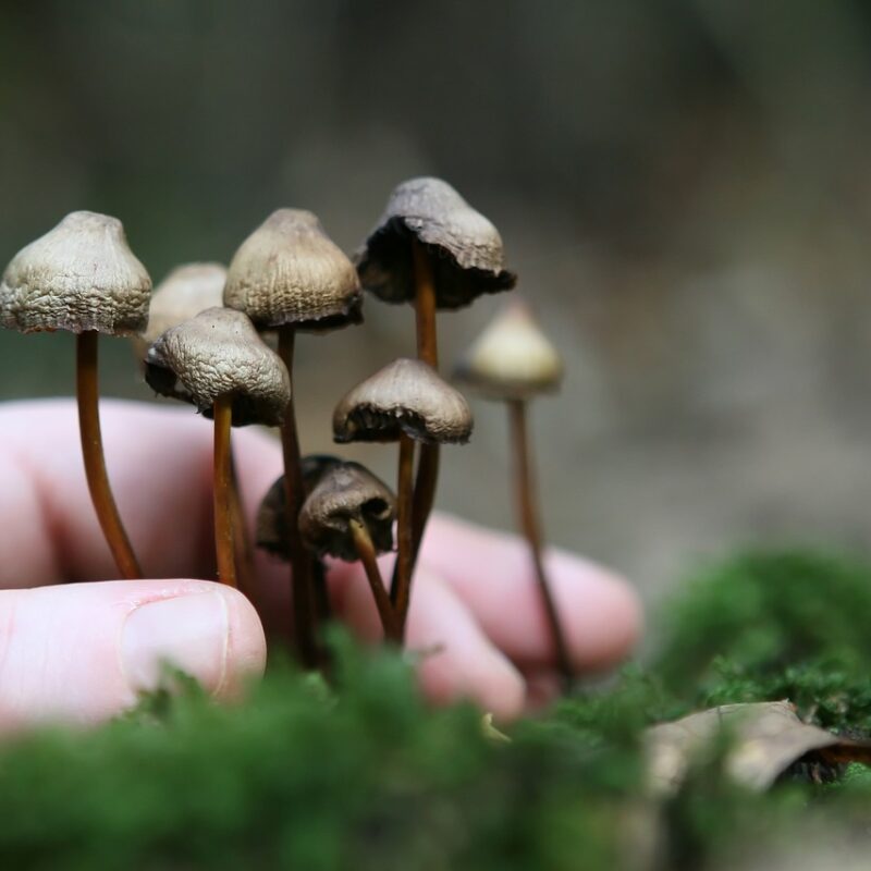 Guide to Magic Mushrooms | Funguyz Canada