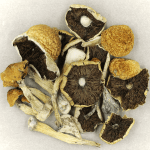 Penis Envy Cubensis | Funguyz Canada