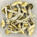 Blue Magnolia Rust | Funguyz Canada