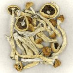 Texas Yellow Cap | Funguyz Canada