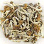 Florida White | Funguyz Canada