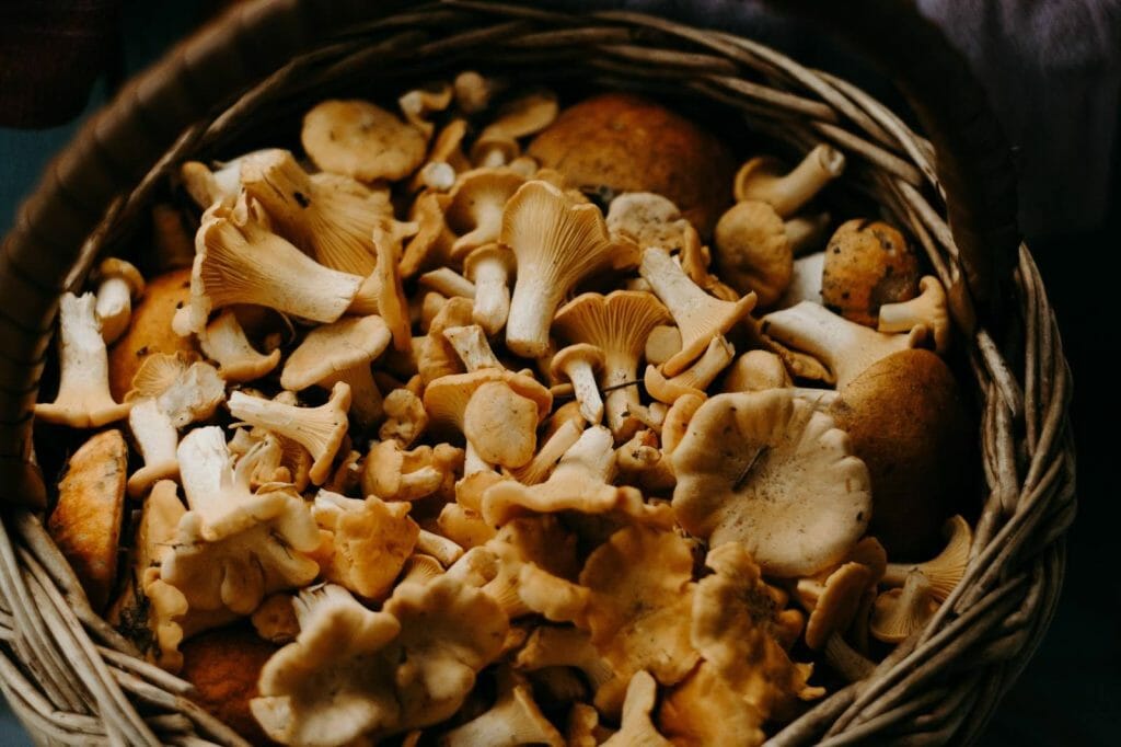 How to Store Shrooms Properly Buy shrooms online Funguyz Canada