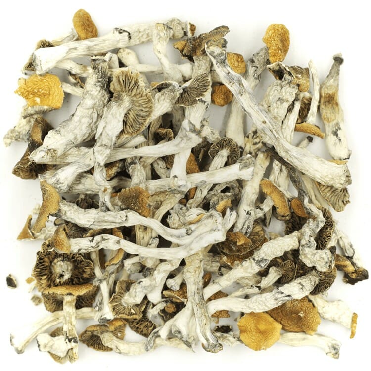 What are the Best Shrooms Online? Mush Golden Teacher at Funguyz Canada