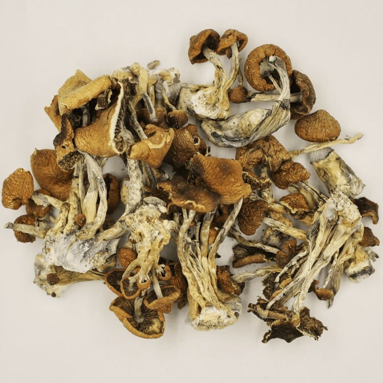 A New Trend In Wellness Is Psilocybe Cubensis And Microdosing Psilocybe Cubensis at Funguyz Canada
