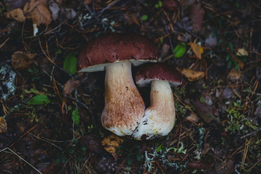 Looking for High-Quality Magic Mushrooms? Choose Funguyz Canada Amazonian Cubensis at Funguyz Canada