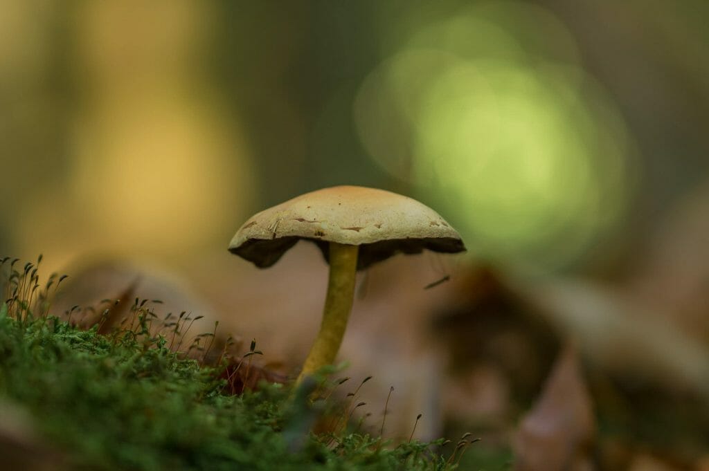 Sourcing High-Quality Magic Mushrooms psilocybe cubensis at Funguyz Canada