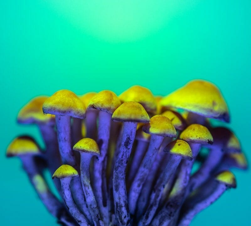 LSD Edibles | Funguyz Canada