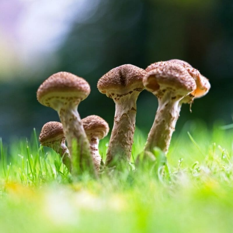 Mushroom Dispensary | Funguyz Canada