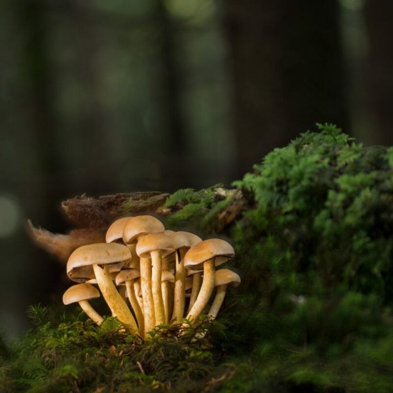 Strongest Mushroom Strains | Funguyz Canada