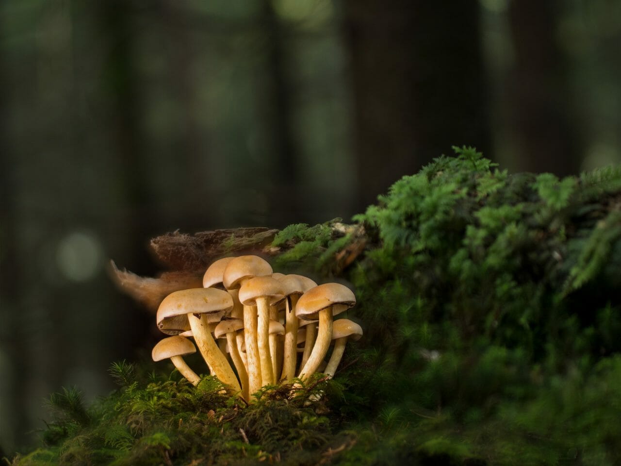 Most Potent Magic Mushrooms, Ranked by Strength