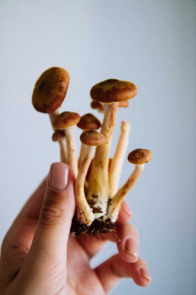 The Broad Spectrum of Magic Mushroom Benefits Beyond Physical Health Mushroom dispensary benefits