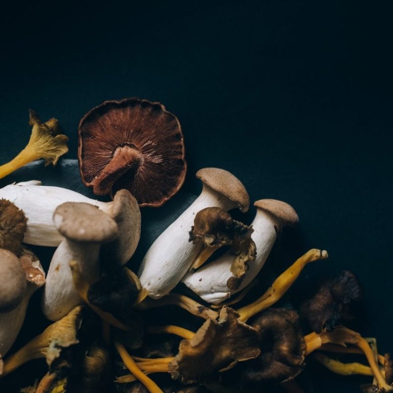 Dried Shrooms | Funguyz Canada