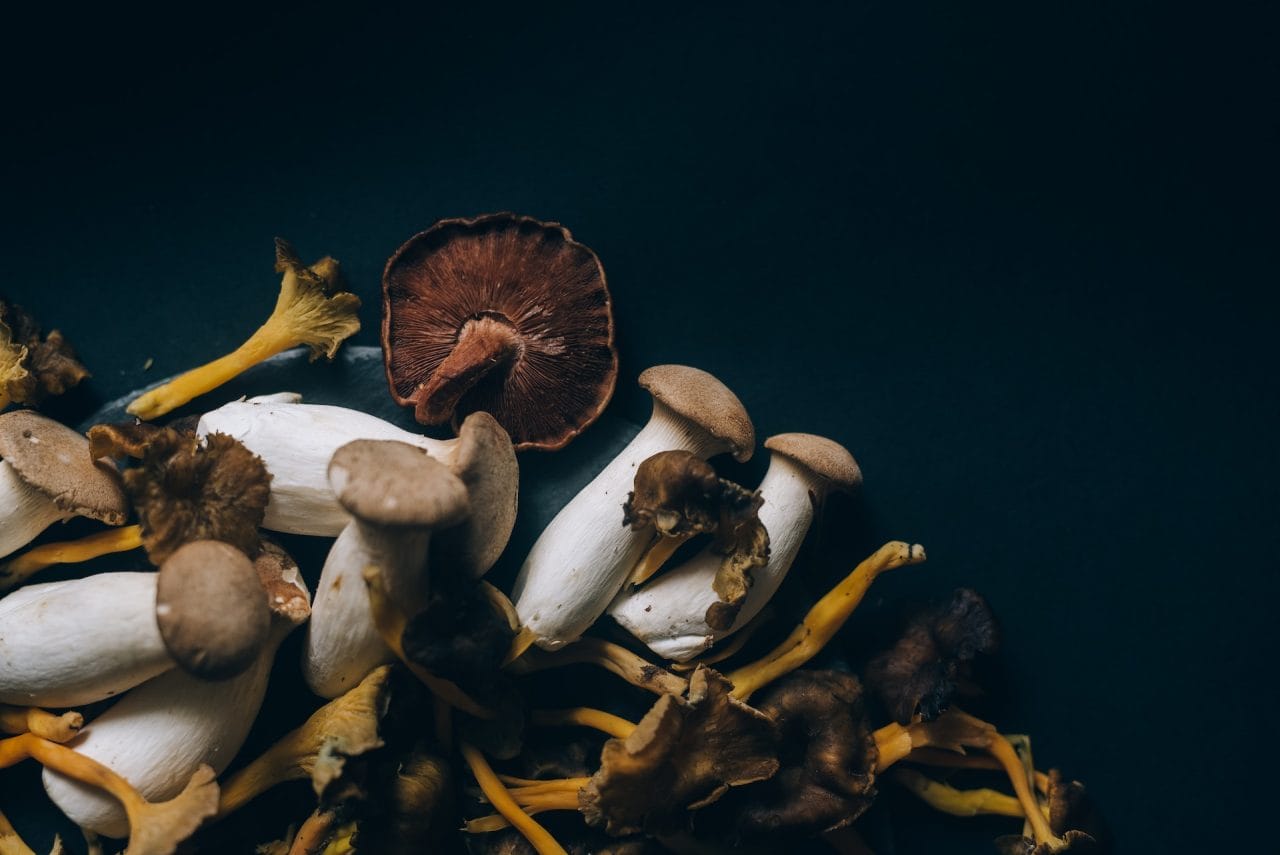 Studies Indicate that Dehydrated Psychedelic Mushrooms Induce a ‘Conscious Dreaming’ Experience
