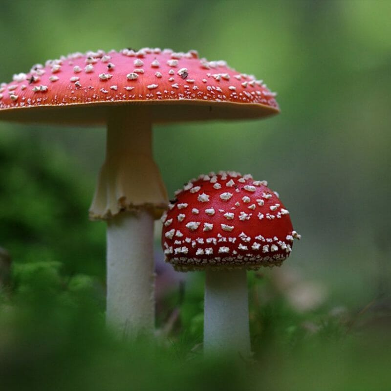 Magic Mushrooms Canada | Funguyz Canada