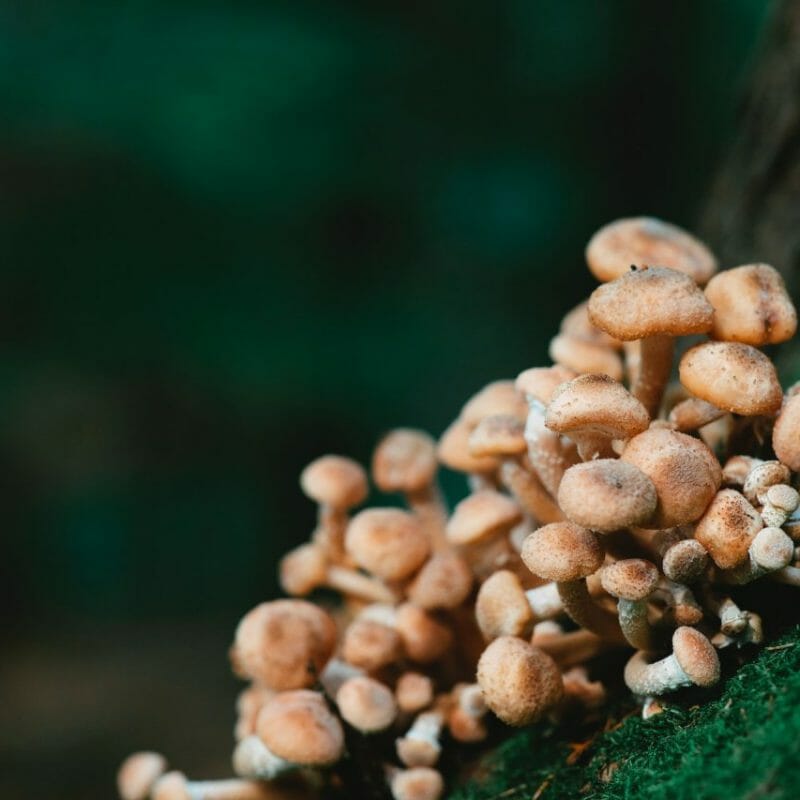 Mushroom Dispensary - Zoomies | Funguyz Canada