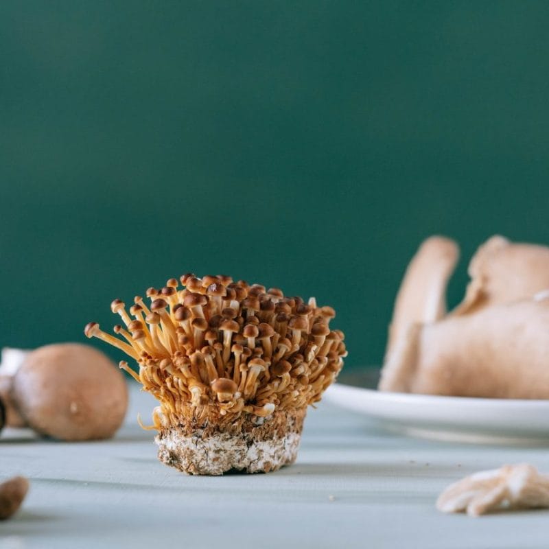 Buy Magic Mushroom | Funguyz Canada
