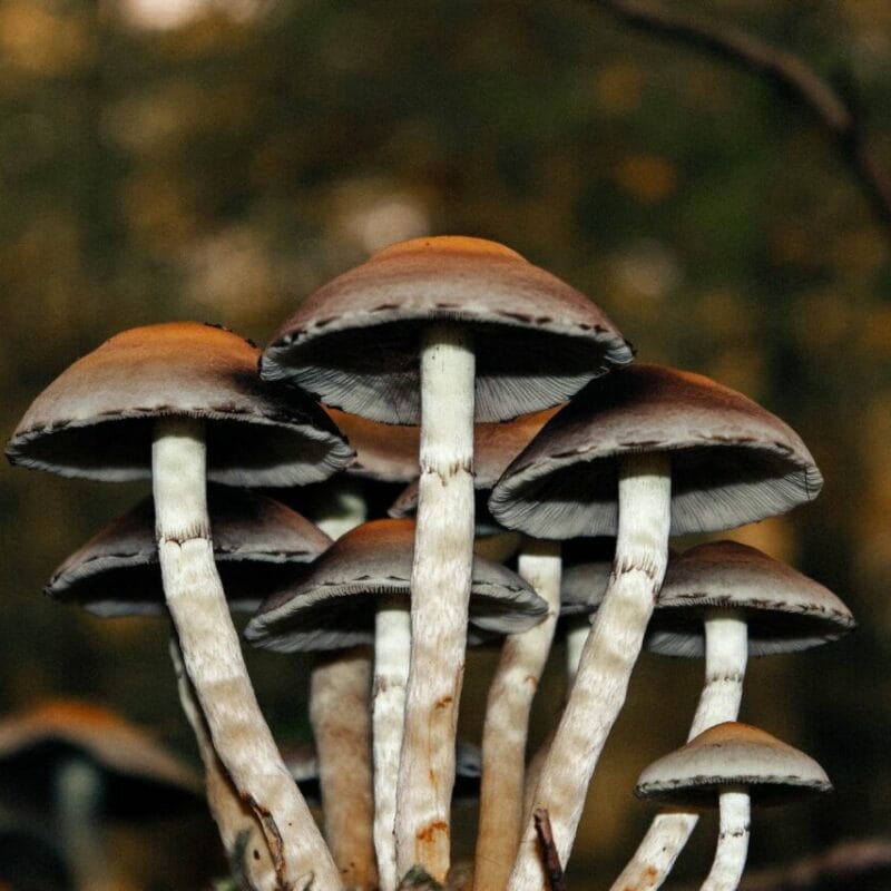 Microdose Mushrooms | Funguyz Canada