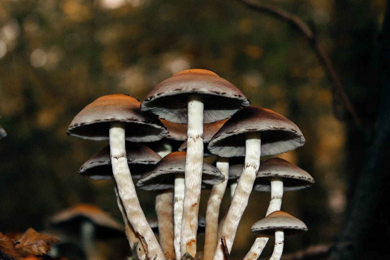A Case Study Collection on Microdose Mushroom Use for Persistent Pain Alleviation