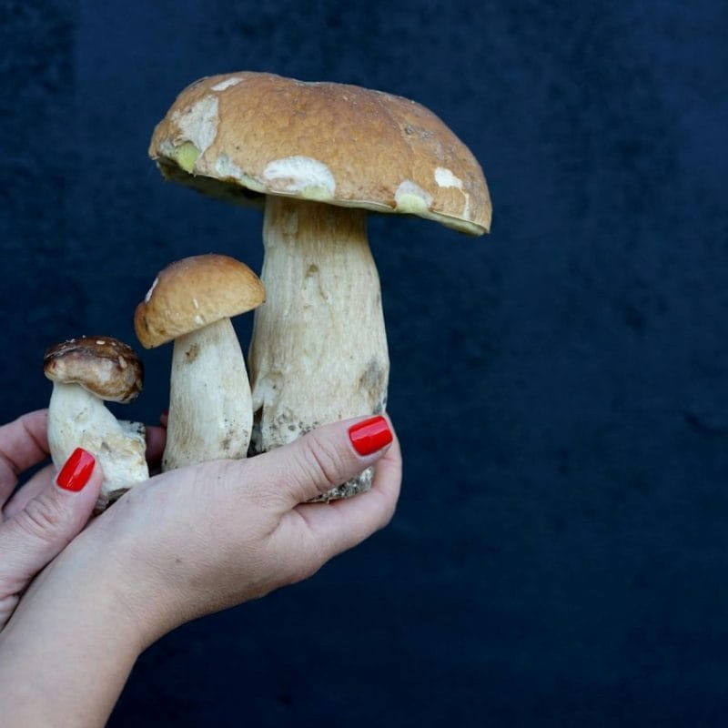 Shrooms Online | Funguyz Canada