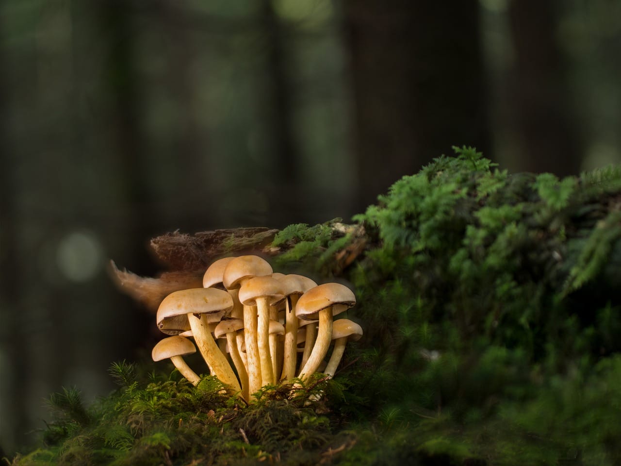 Purchase Mushrooms Online and Explore the Finest Selection of Mushrooms
