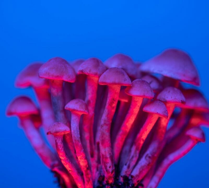 Shrooms Delivery in Canada | Funguyz Canada
