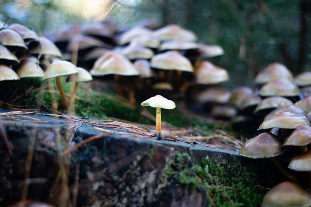 Shroom Delivery at Funguyz Canada