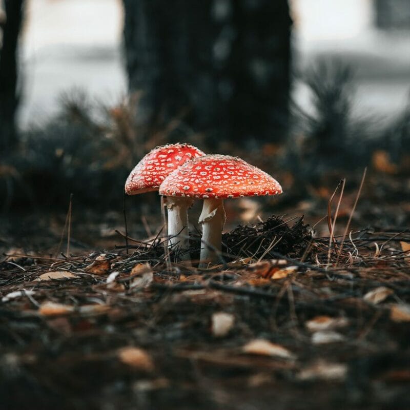 Shroom online delivery at Zoomies Canada | Funguyz Canada