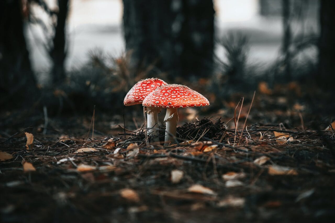 The Psilocybin Revolution: Manufacturing, Investigation, & Future Direction