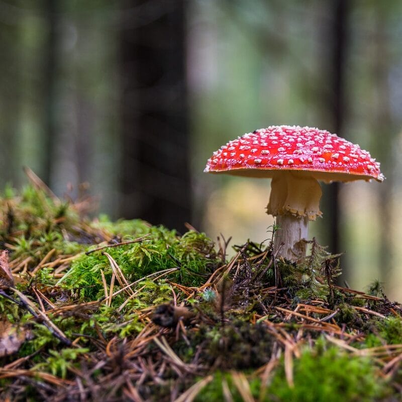 Shrooms Online in Canada | Funguyz Canada