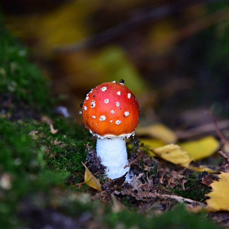 buy LSD online in Canada | Funguyz Canada