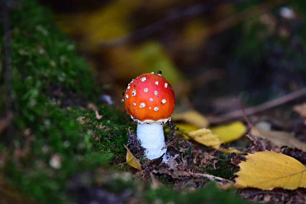 Can LSD Lead to Happiness? Expert Perspectives