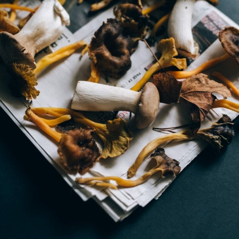 Mushroom chocolate at Zoomies Canada | Funguyz Canada