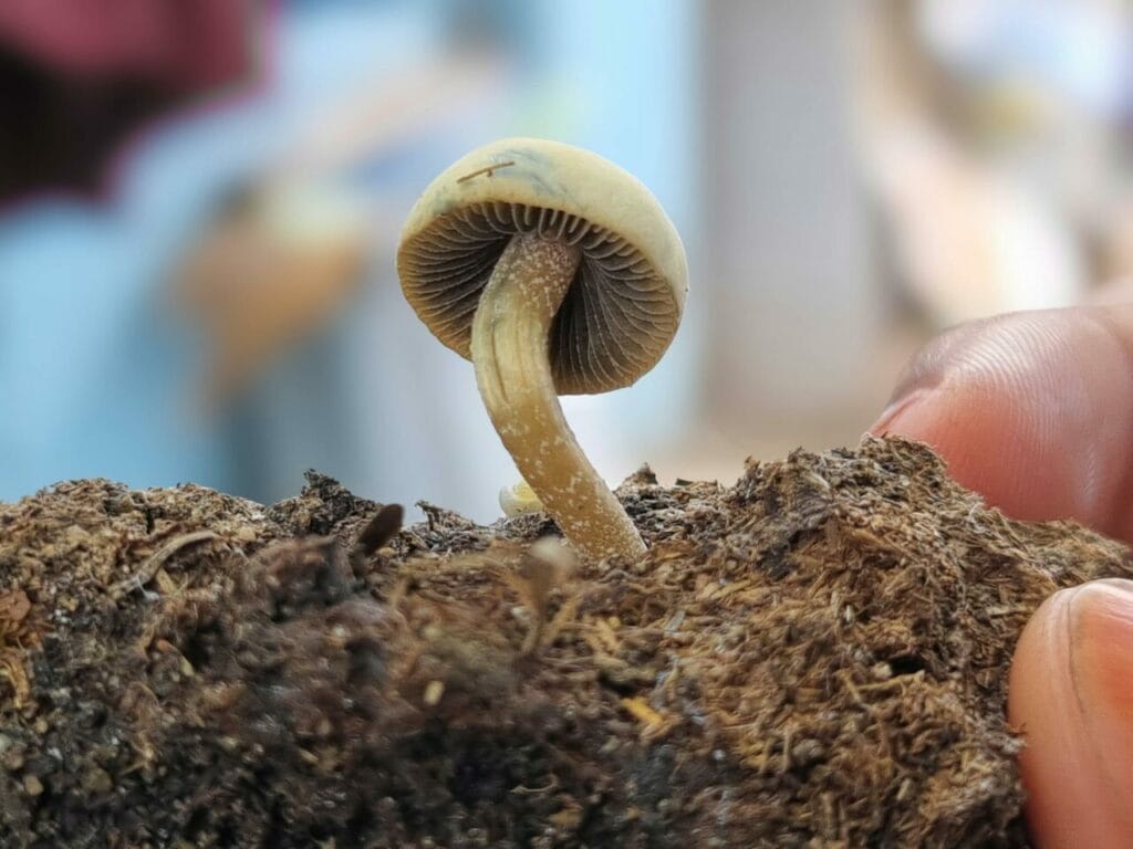 Athletes Employ Psychedelics for Healing After Severe Injuries Magic Mushroom Dispensary