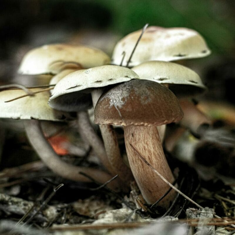 psilocybin mushroom | Funguyz Canada