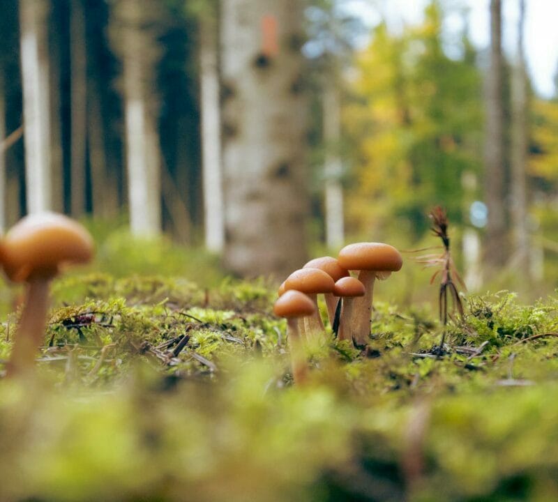 Magic Mushroom Dispensary | Funguyz Canada
