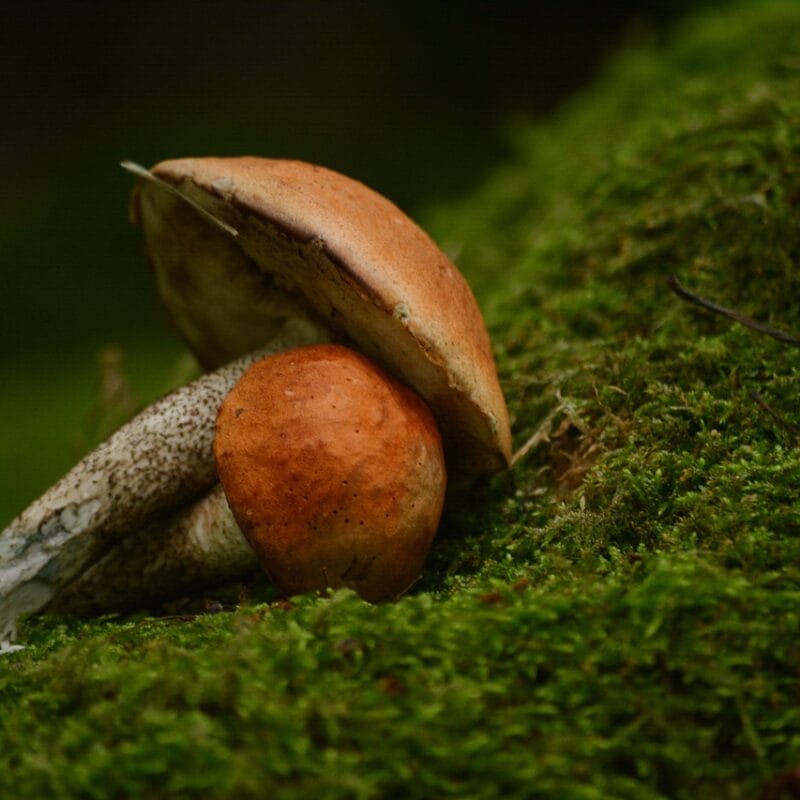 Mushroom Dispensary Vancouver | Funguyz Canada