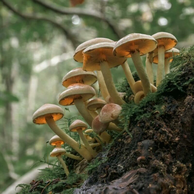 Shrooms online | Funguyz Canada