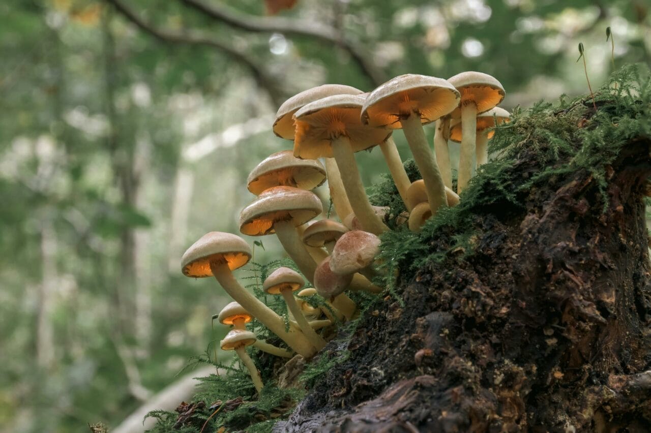 Psilocybin Found in Magic Mushrooms Enhances Sexual Functioning and Satisfaction