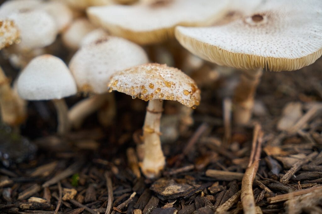 Online shrooms in Canada