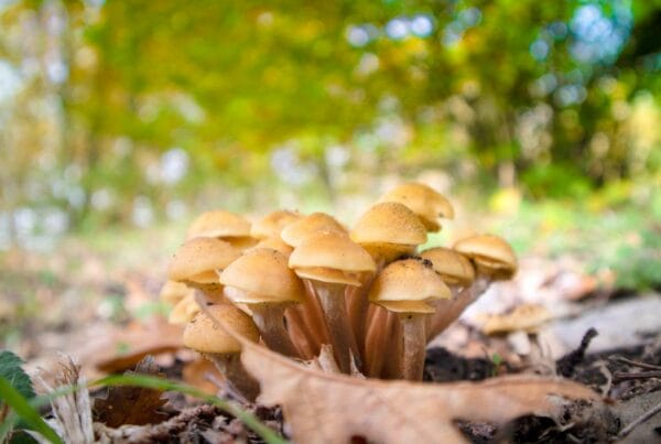 Shrooms Canada
