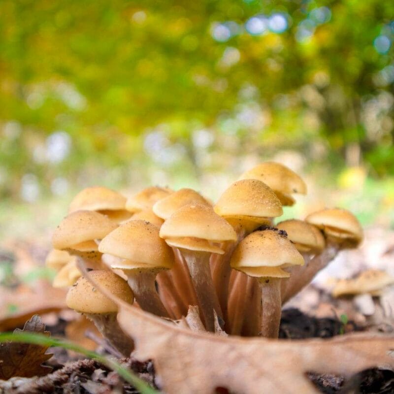 Shrooms Canada | Funguyz Canada