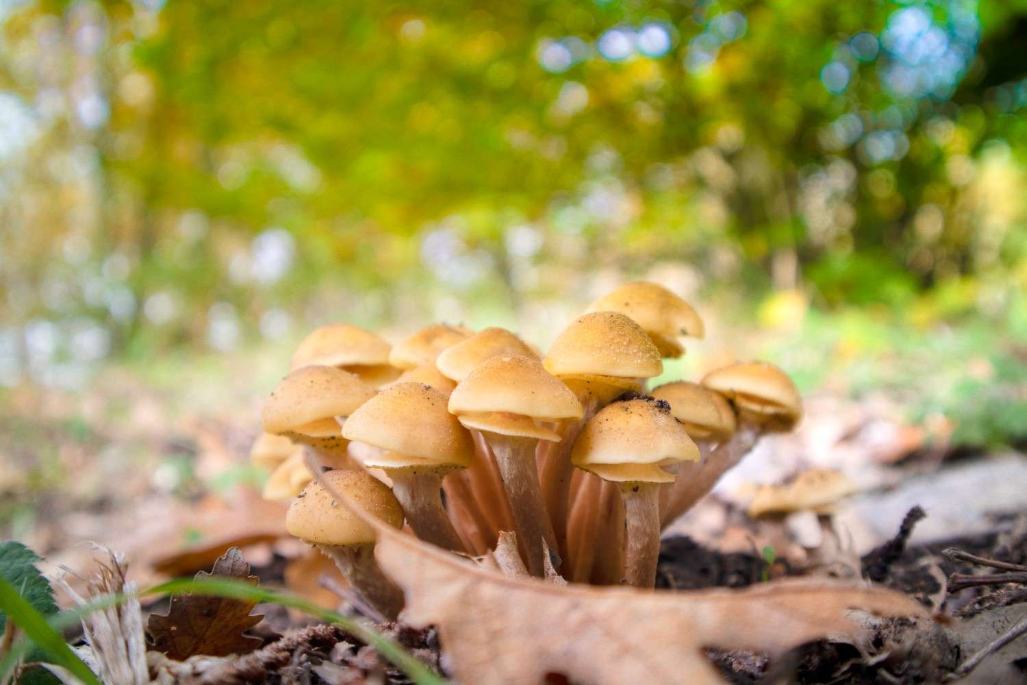 The Global Phenomenon of Microdosing – Psilocybin Mushrooms Expand Beyond Canada
