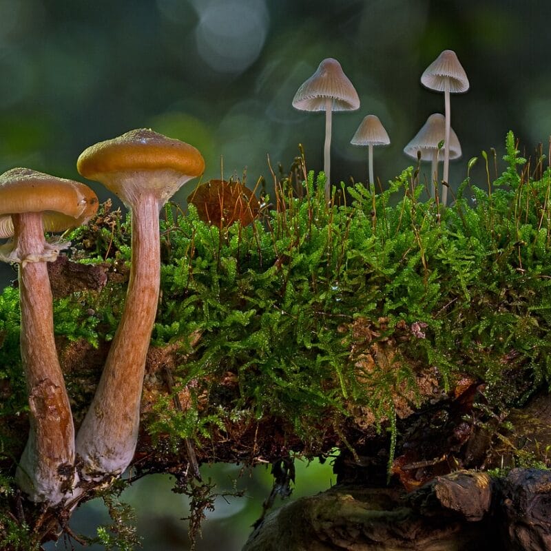 magic mushroom in Canada | Funguyz Canada