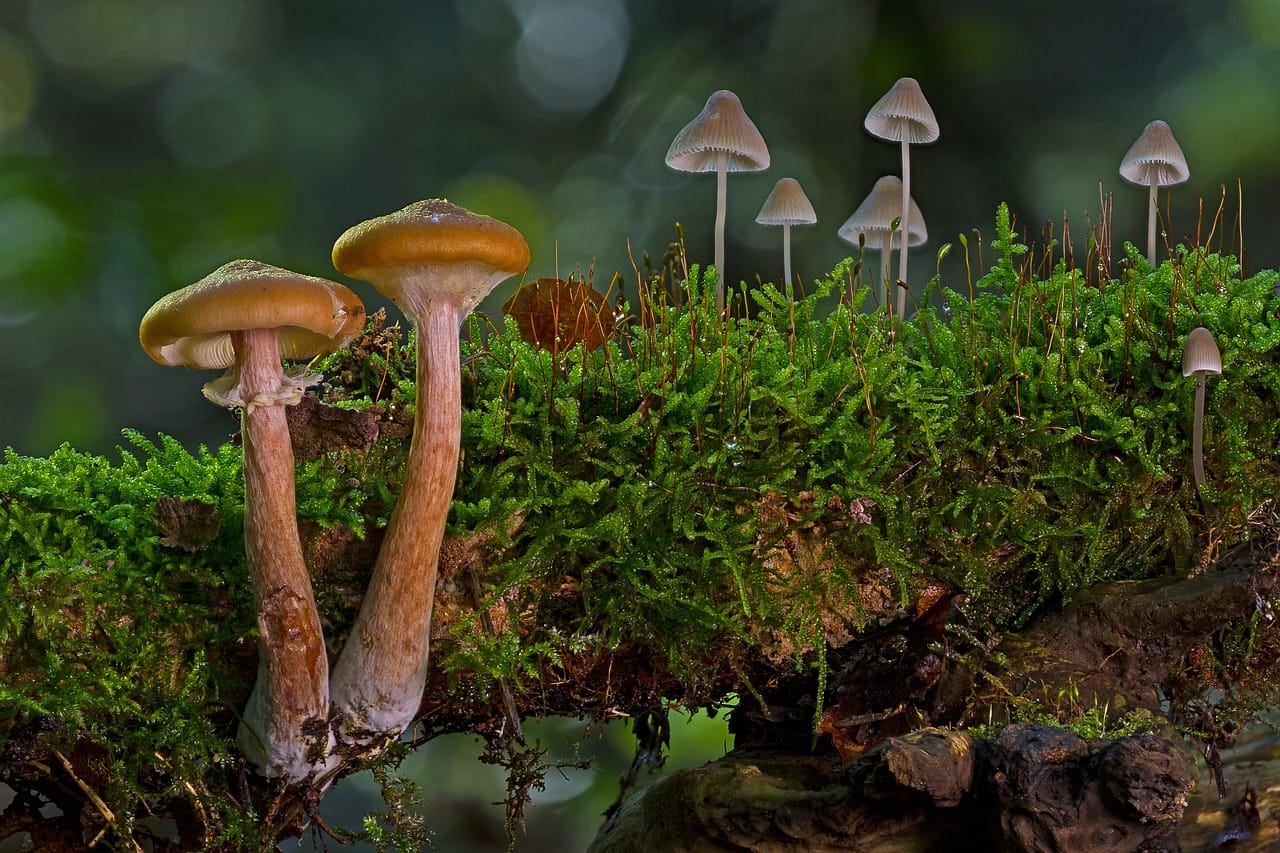 The Majority of Canadians, 80% to be Precise, Advocate for the Use of Mushrooms in Alleviating Existential Anxiety