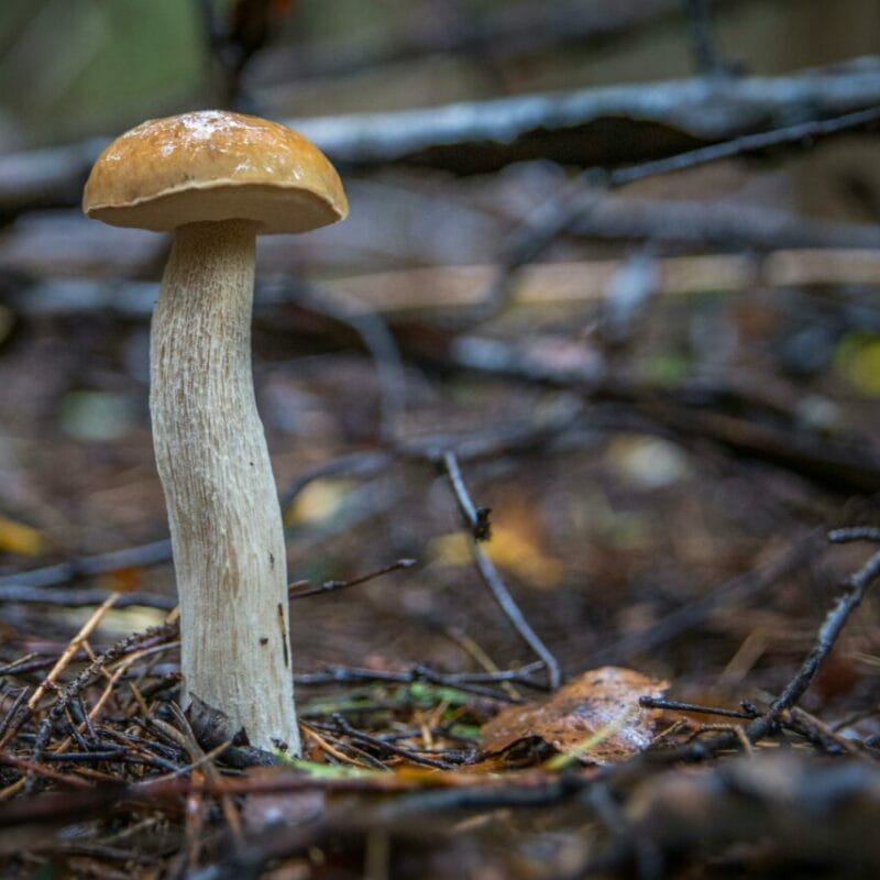 Shrooms online | Funguyz Canada