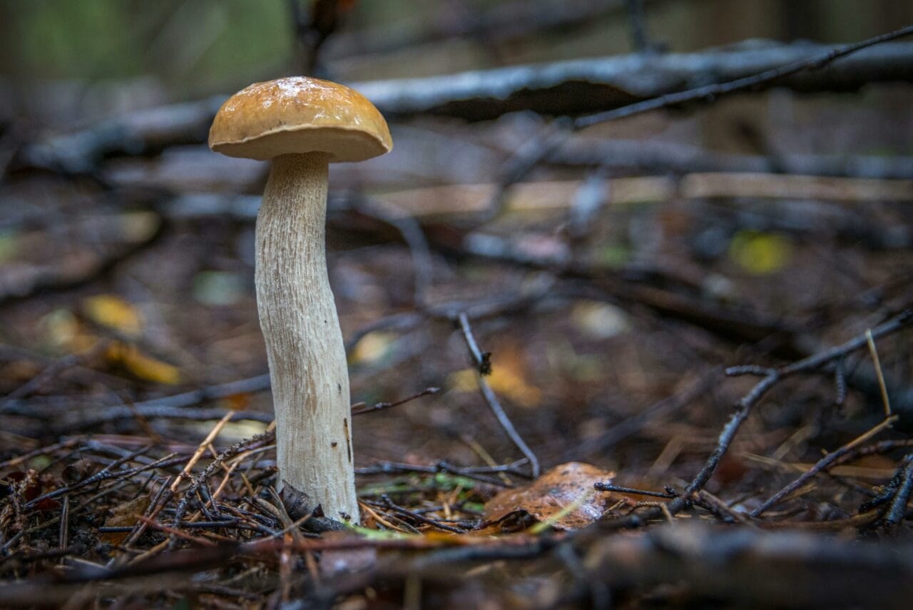 Recent Studies on Psychedelic Mushrooms Indicate Prolonged Cerebral Alteration Could Potentially Improve Mental Well-being