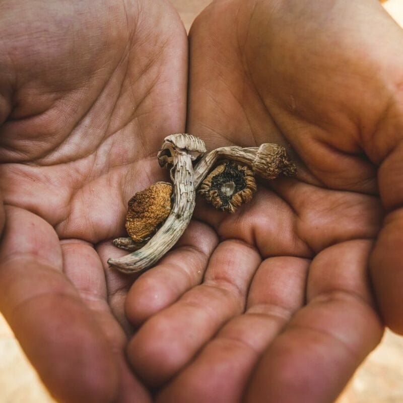 dried shrooms | Funguyz Canada