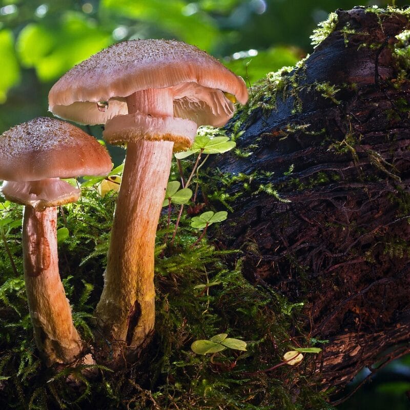 magic mushroom delivery | Funguyz Canada