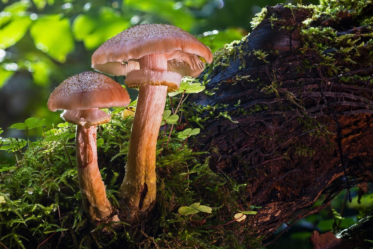 Magical Psychedelic Mushrooms – Did They Contribute to Our Evolution as a Species?